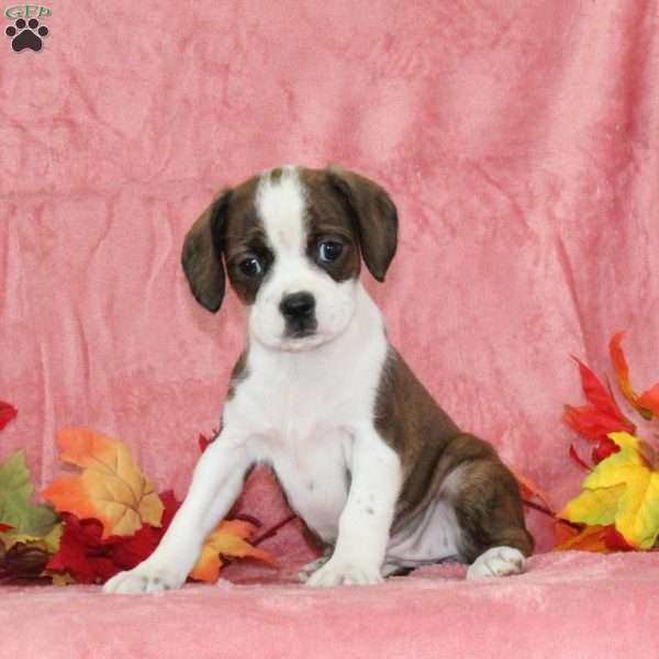 Peony, Boston Terrier Mix Puppy